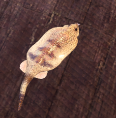 Mh4g G級 上位 下位探索 派生まとめ 探索 モンハン民のモンハン攻略