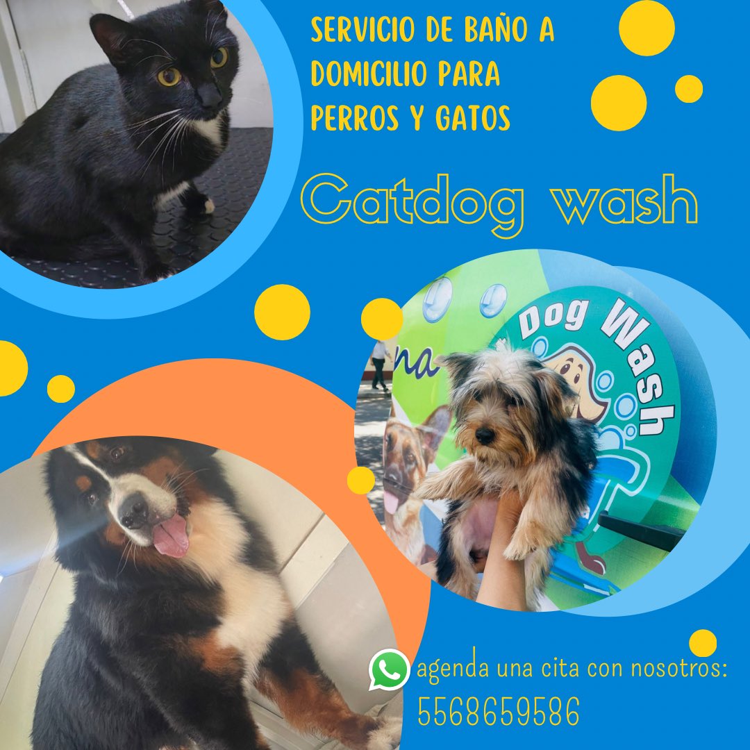 Catdog Wash tweet media