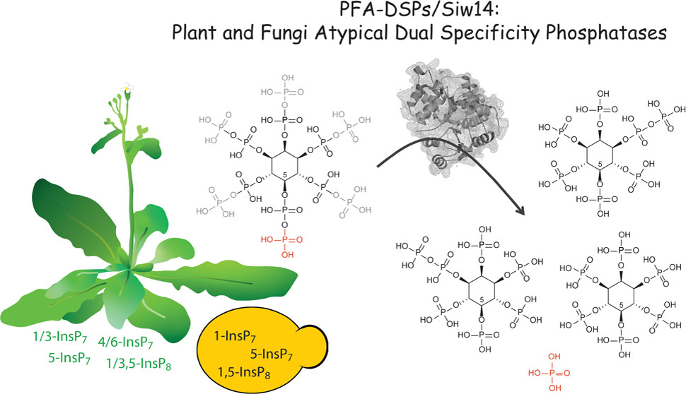 BiochemistryACS's tweet photo. Inositol pyrophosphates play key roles in sensing, signaling and immunity in #Arabidopsis. @GabrielSchaaf, @TheLahaLab and colleagues now identify specific phosphatases that hydrolyze these messengers. 

https://t.co/ndEX4KZ7bj

#plantsci
@iiscbangalore
@UniBonn 
@LeibnizIPK https://t.co/YbBFB2YaTm