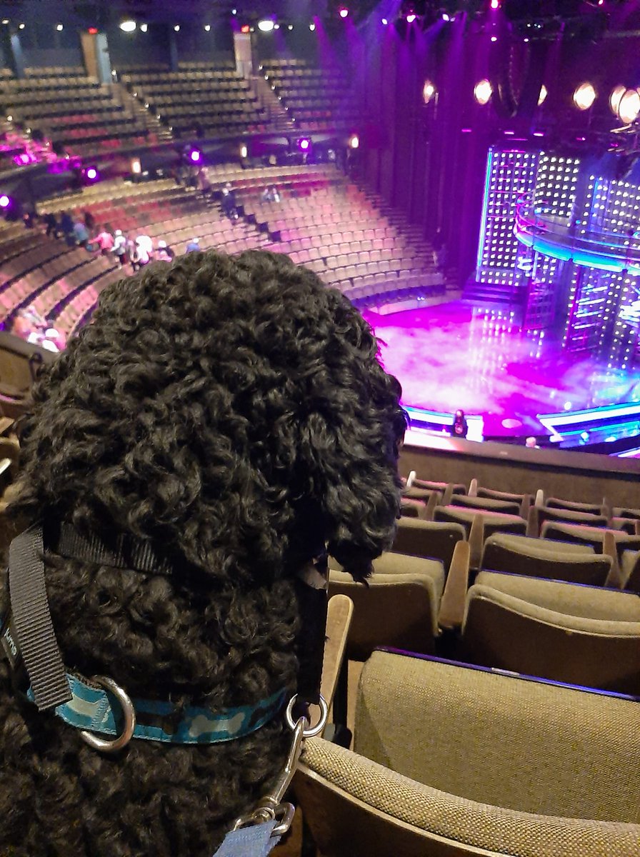 stratfest's tweet photo. 🚨 DOG CONTENT ALERT 🚨

Look at these cuties attending a production of #SFChicago! They are in the Foster Puppy Program with Lions Foundation of Canada Dog Guides.

This employee would like to formally request puppies to be a requirement at every performance ❤ #CuteDogs https://t.co/kUGDVBLH35