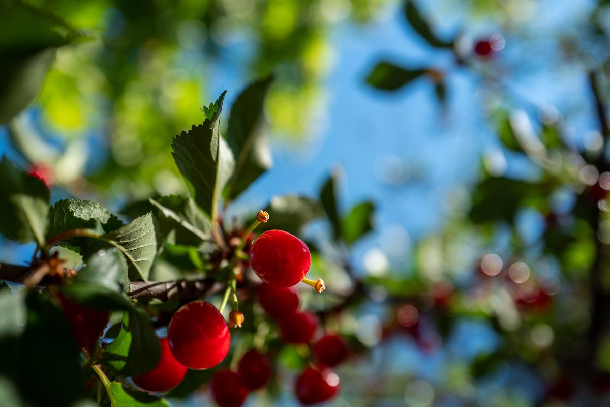 samos_de's tweet photo. The sweet time of wild cherries #Samos #fruits https://t.co/Xadx01TauH