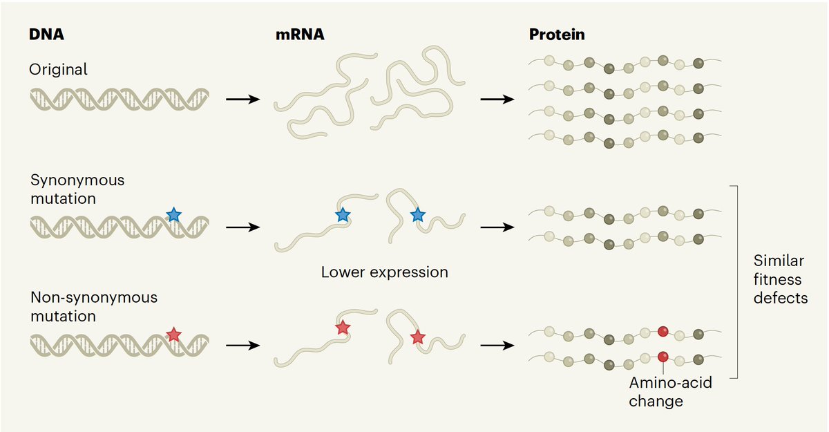 Challenging dogma:
When mutations don't change the amino acid (synonymous) but alter the fitness of the protein, and can be as harmful as non-synonymous mutations
nature.com/articles/s4158…
nature.com/articles/d4158…
<a href="/Nature/">nature</a> <a href="/NatureNV/">Nature News & Views</a>