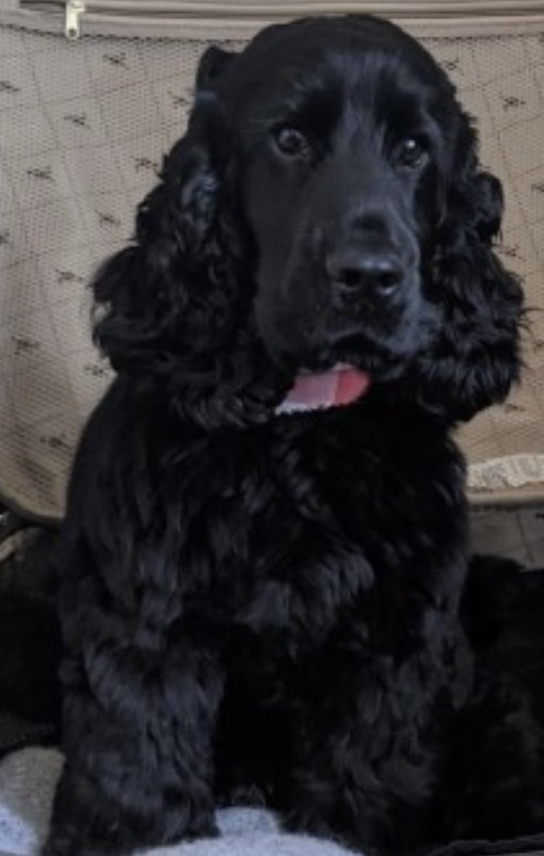 rosieDoc2's tweet photo. #SpanielHour
ALL MISSING IN #Scotland π΄σ §σ ’σ ³σ £σ ΄σ Ώ
HARVEY elderly #cocker 4/11/21 #G84 https://t.co/Yf7IOgRDU4
ALFIE #Cocker 7/11/21 #FK8
https://t.co/uthNJFGTC3
HARDY elderly #cocker 10/9/21 #IV36
https://t.co/bCQCnlUUjc
TRIGGER #ESS 12/7/21 #PH21
https://t.co/2zEMdfQSqE
π€π https://t.co/vLjChR6hkN