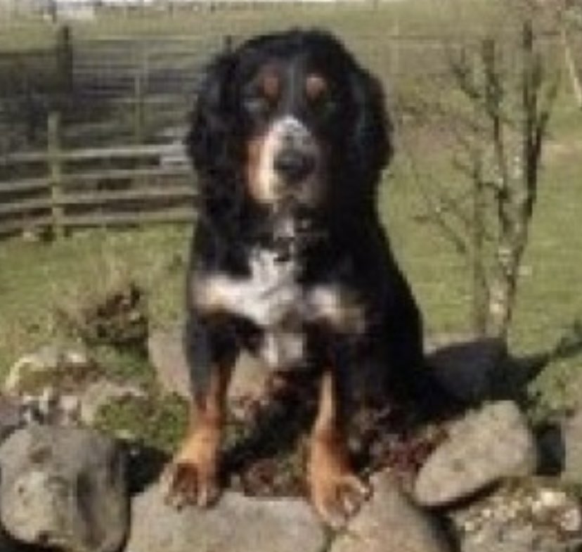 rosieDoc2's tweet photo. #SpanielHour
ALL MISSING IN #Scotland π΄σ §σ ’σ ³σ £σ ΄σ Ώ
HARVEY elderly #cocker 4/11/21 #G84 https://t.co/Yf7IOgRDU4
ALFIE #Cocker 7/11/21 #FK8
https://t.co/uthNJFGTC3
HARDY elderly #cocker 10/9/21 #IV36
https://t.co/bCQCnlUUjc
TRIGGER #ESS 12/7/21 #PH21
https://t.co/2zEMdfQSqE
π€π https://t.co/vLjChR6hkN