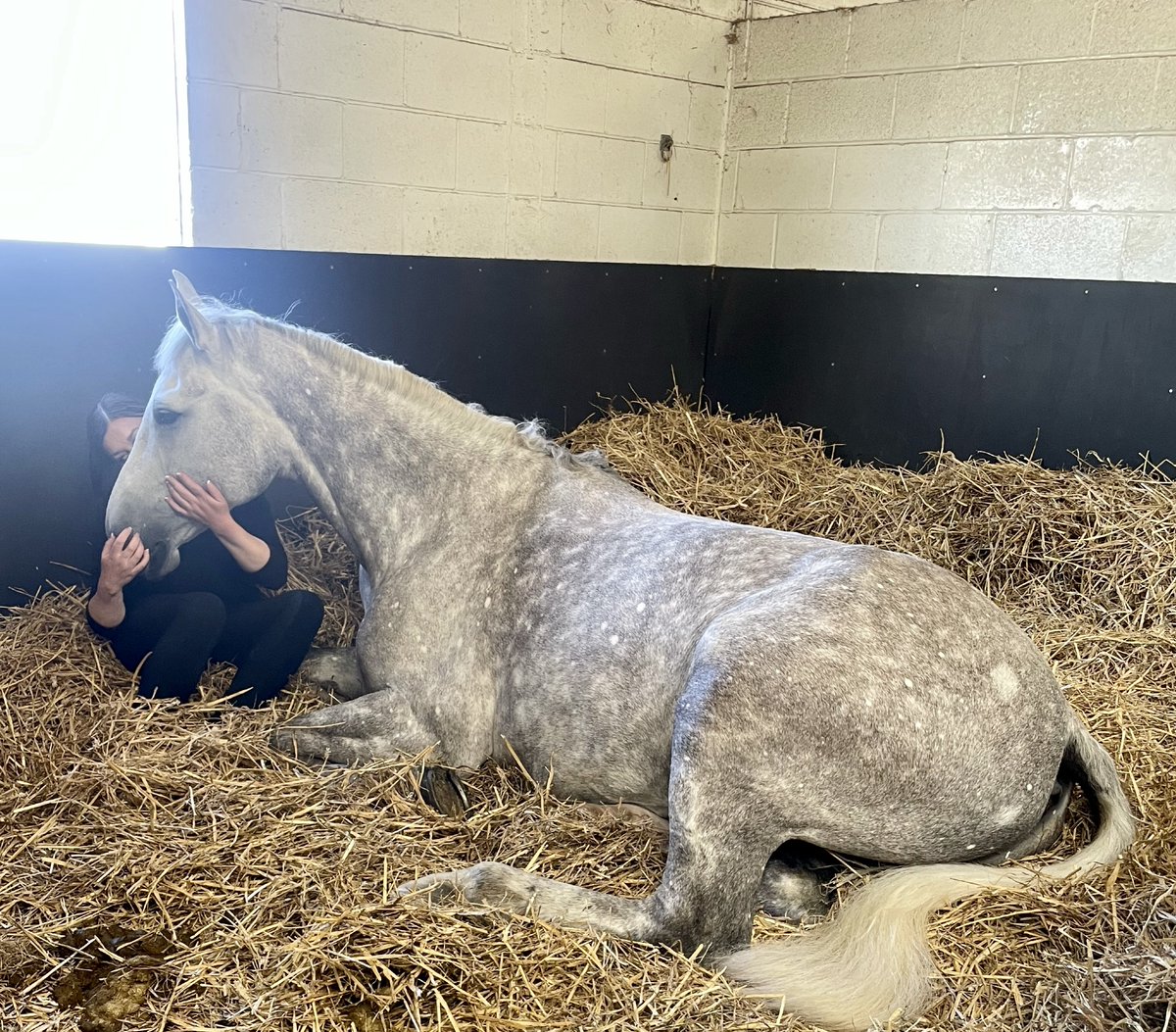 Max is enjoying some attention from the Sergeant 👮🏻‍♀️🥰#heknowshesthesergeantshorse #specialtreatment