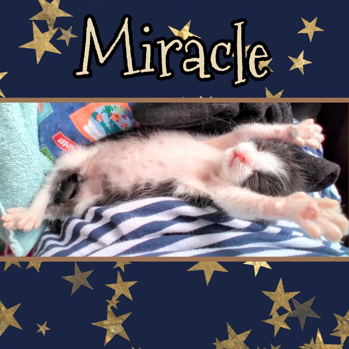 tigerlillyloki's tweet photo. Miracle: The Official King of Summertime Cat Naps! #catnap #nappingking #soakingupsummer #catsoftwitter #kittensoftwitter #kittens #rescuedismyfavoritebreed #bottlebaby #tuxedocat #toebeans #adorableanimals #fighter #tinyyetfierce #loved #perfect #Miracle https://t.co/Ensggy3IdS