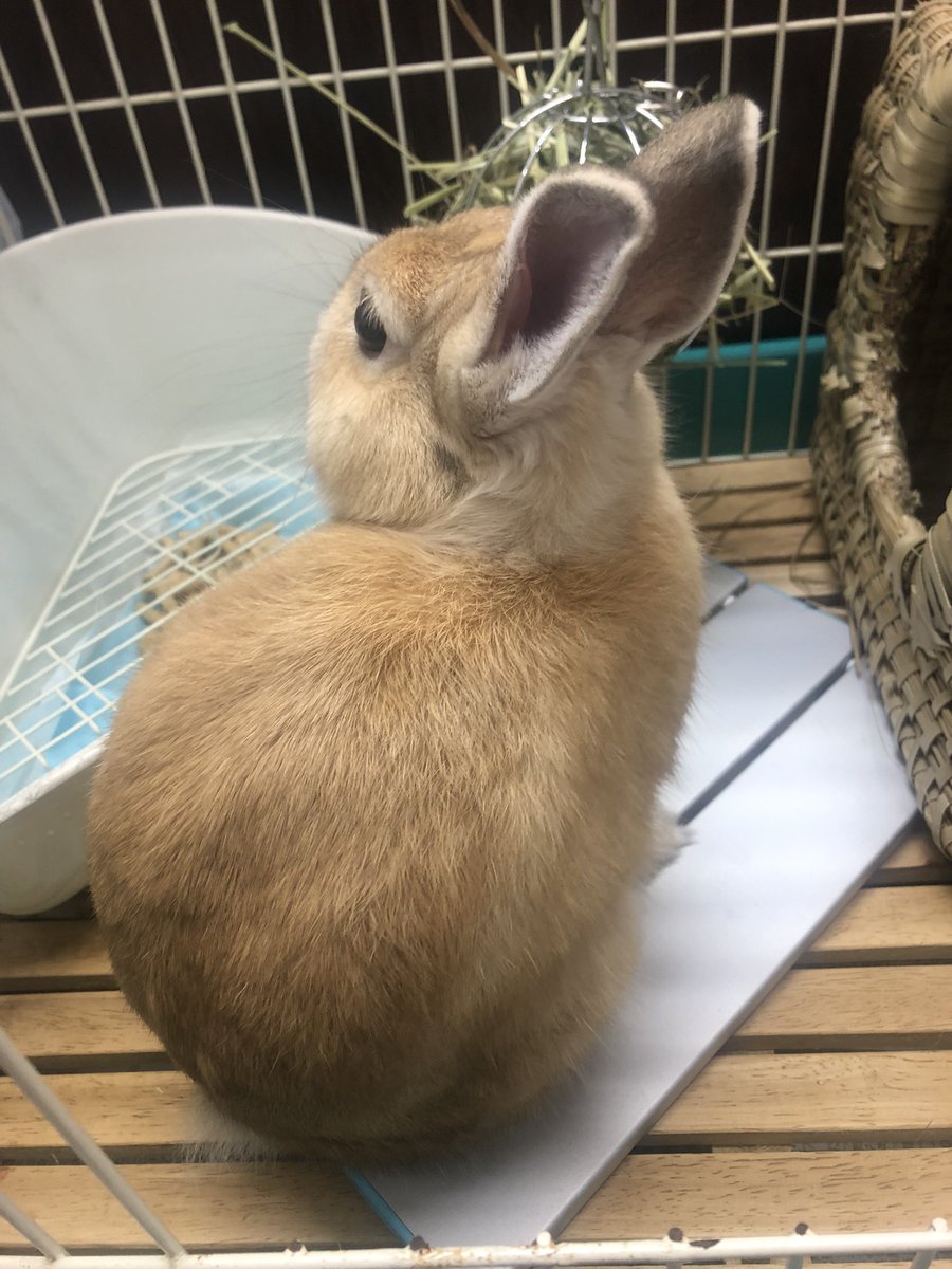 spykechan's tweet photo. is this how you turn into bun bun? @StormyVtuber https://t.co/0lBwsWFKJK