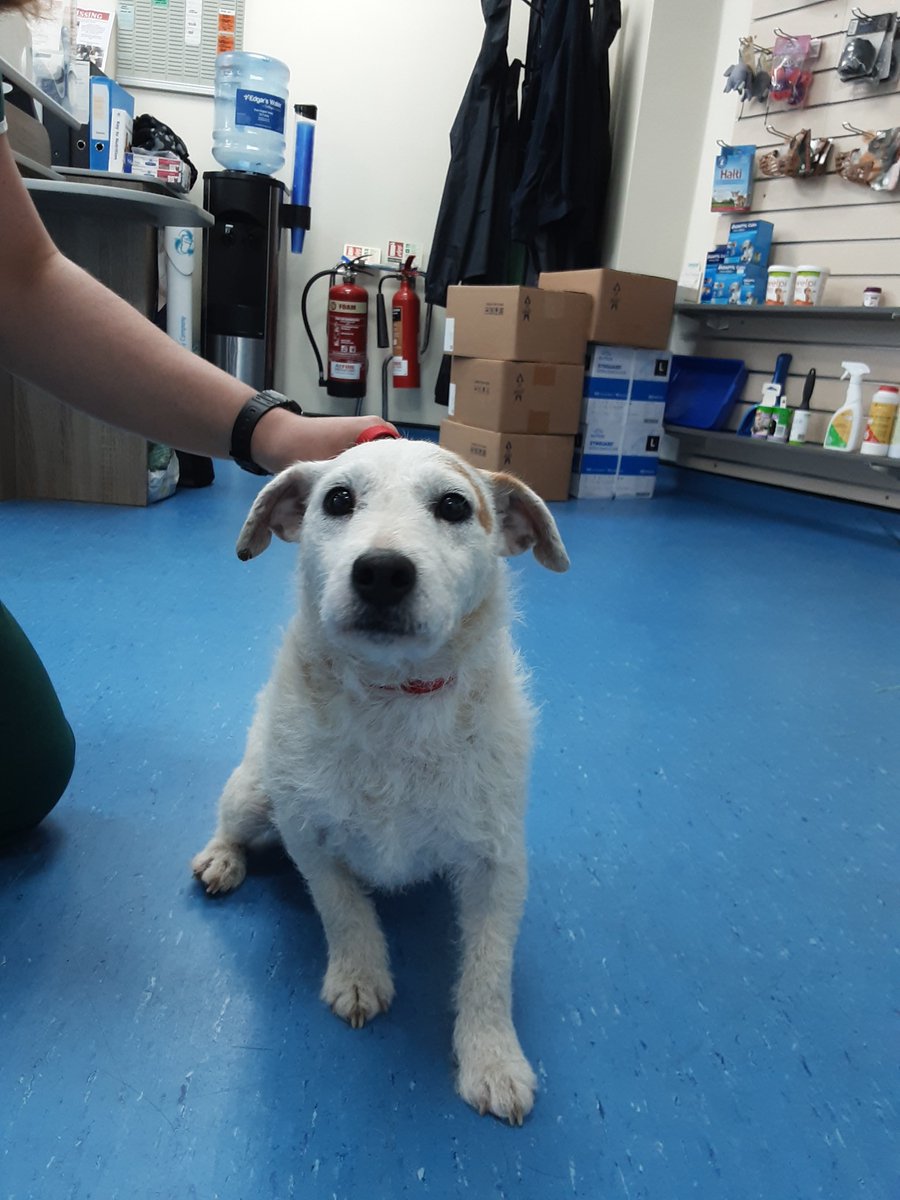 AdoptionsUk tweet picture