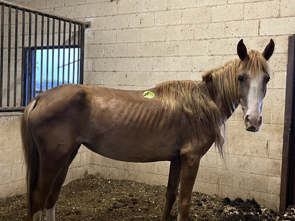 Beauty Update :) - She is doing well and almost at the 30 day mark! We’re Not out of the woods completely, but she has improved dramatically — Mustangs are SO resilient ! Look what happens with a bit of feed & Love ! #mustanglivesmatter #sponsoramustang