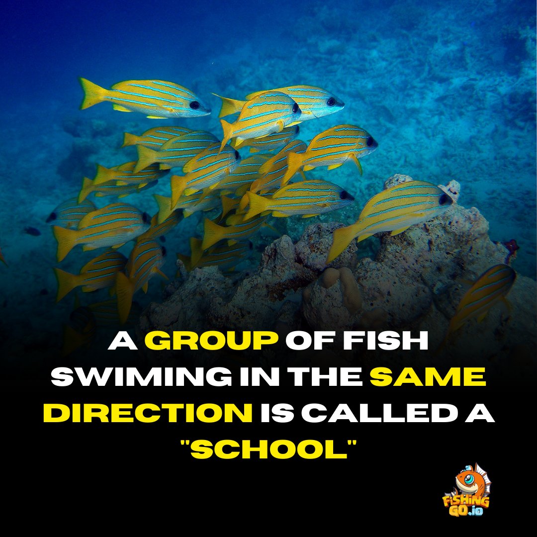 Fishingoio's tweet photo. #Fishingo.io  #ocean #underwaterphotography #nature #scuba #oceanlove #beachlife #scubalife #sealife #savetheocean #marinelife #whale #conservation #hawaii #deepsea #scubadiving #instafish#savetheplanet#sealife #Dubai https://t.co/cJNXzqmKPH