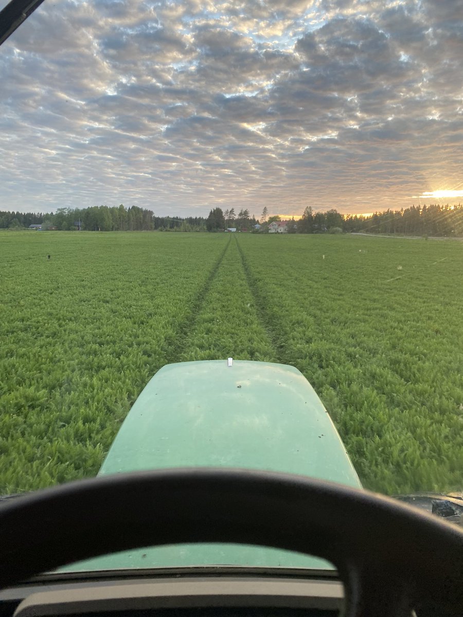 Kumina näyttää aika mukavalta tässä kohtaa kasvukautta 🌱