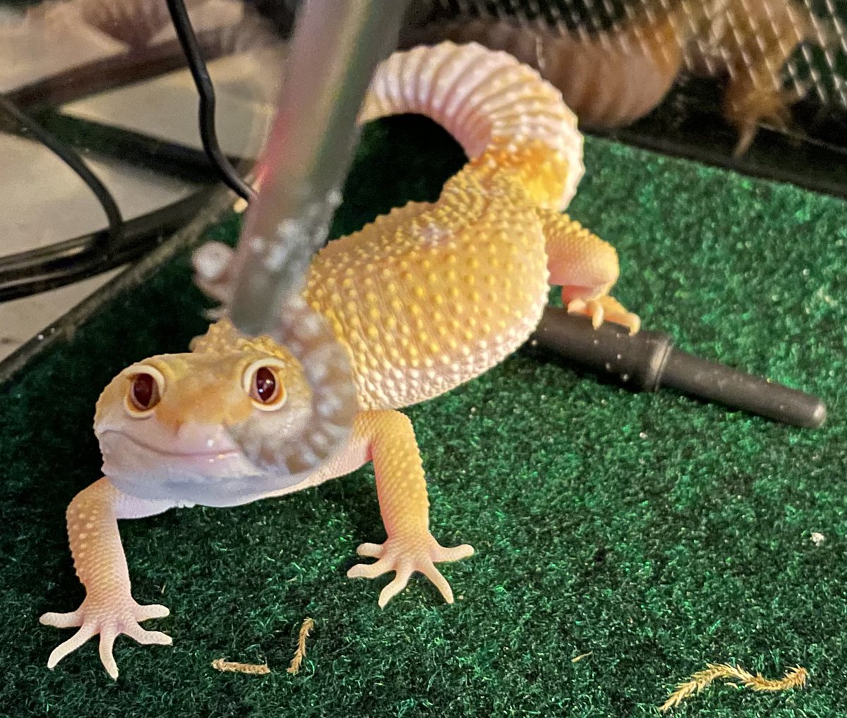 isilldor's tweet photo. Can it be pet picture time??? 🥺🥺🥺This is Louis Vuitton my gecko. #Vtuber #VtubersEN #Petpicture #geckosoftwitter https://t.co/cZ0wJ0fMWM