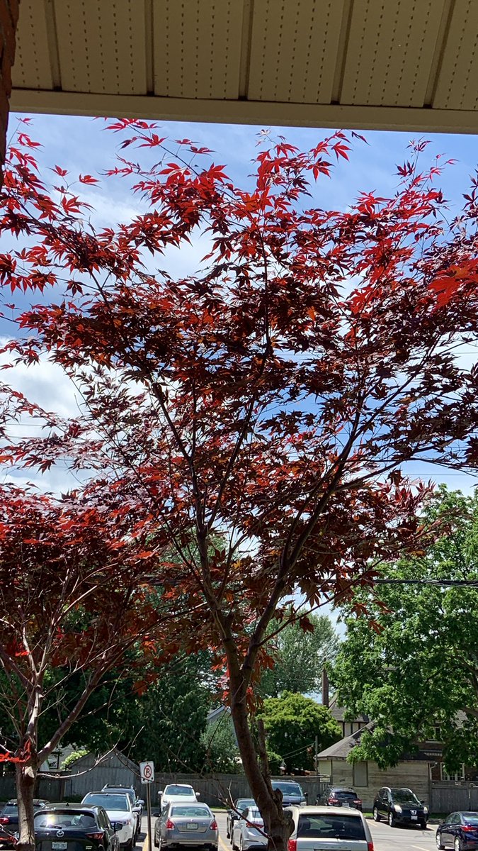 vivicover's tweet photo. I just thought this was a really pretty tree 🤗 and it made me smile https://t.co/xjCaEUnZUE