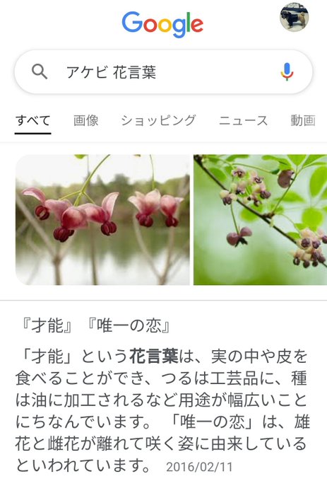 アケビの花のtwitterイラスト検索結果
