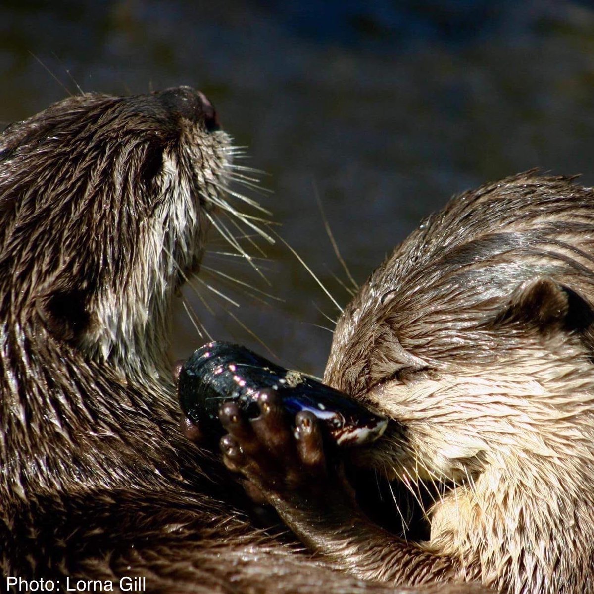 Today’s paper on how Asian short-clawed #otters 🦦 learn to exploit natural prey 🦀, expands on past work that presented the first evidence of social learning and long-term memory in this species! 

NEW paper 👉 royalsocietypublishing.org/doi/10.1098/rs…

Our earlier work 👉 royalsocietypublishing.org/doi/full/10.10…