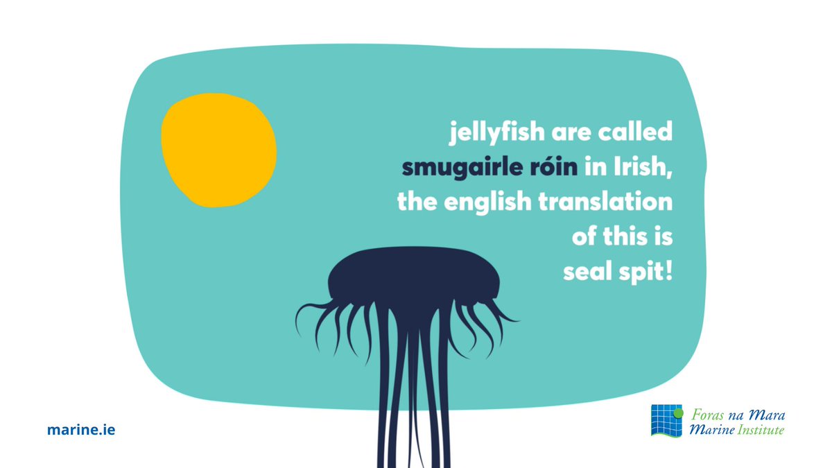 MarineInst's tweet photo. ๐We are celebrating #WorldOceansDay today!
Did you know what jellyfish is called in Irish?
#OceansOfLearning #MarineFact https://t.co/7xN7L3WCXg
