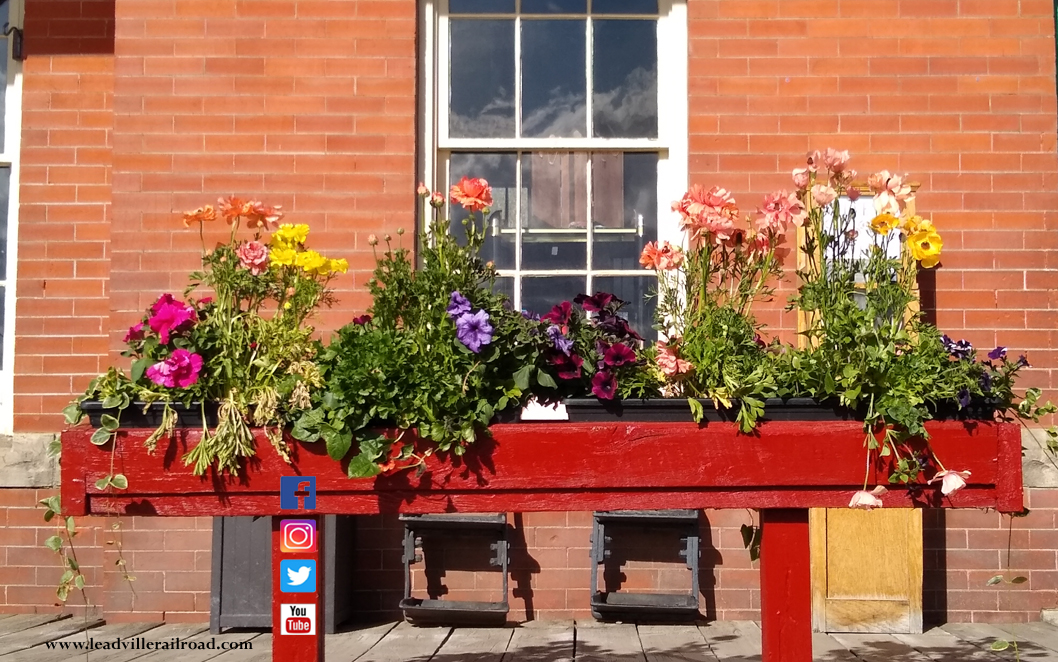 LeadvilleRR's tweet photo. #flowerpower in bloom @LeadvilleRailroad’s historic #traindepot! Don’t miss beautiful #alpinegardens on wildflower tours. Discover flora of #rockymountains from experienced guide! Rides sellout, book #tickets  July 23 &amp; 30, Aug 6.  https://t.co/vb5AOdwS2q https://t.co/QjQjZb5eUF