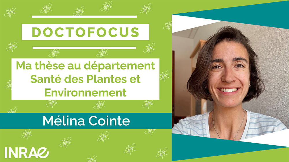 INRAE_DPT_SPE's tweet photo. Mélina Cointe, en thèse @INRAE_France étudie dans son labo @SAgrobiotech la propagation spatiale d'une micro-guêpe #parasitoïde utilisée en lutte biologique contre des #insectes ravageurs de cultures #doctofocus #video https://t.co/ejM1VxfqM6 https://t.co/fIv652m2j4