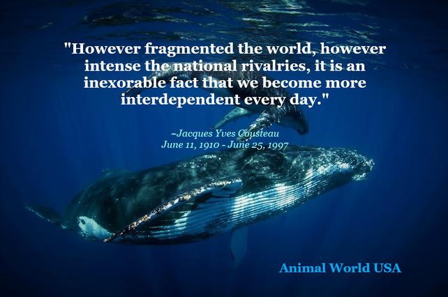 AnimalWorldUSA's tweet photo. @UN "...it is an inexorable fact that we become more interdependent every day...

The sea, the great unifier, is man's only hope. Now, the old phrase has a literal meaning: We are all in the same boat." 

~ Jacques Yves #Cousteau (June 11, 1910-June 25, 1997)

#WorldOceansDay #Oceans https://t.co/oesOnqM4bg