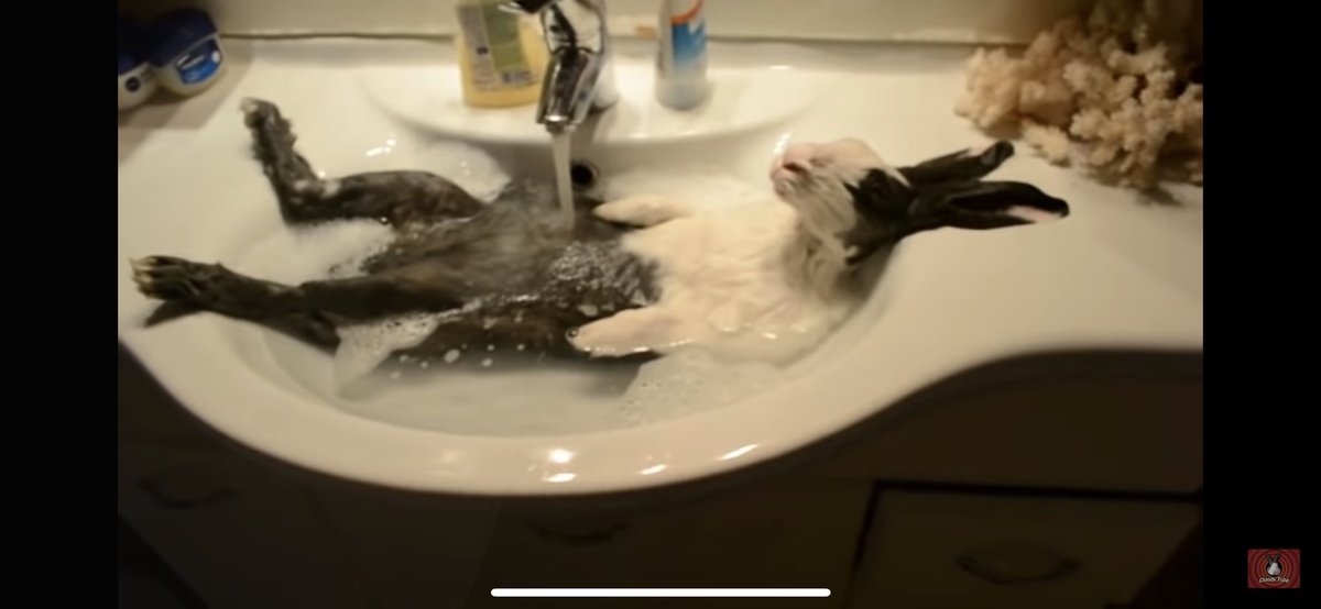 sadouurs's tweet photo. @Cyanisbae Comment ça tu enlèves notre lapin https://t.co/Vz6izI9r6a