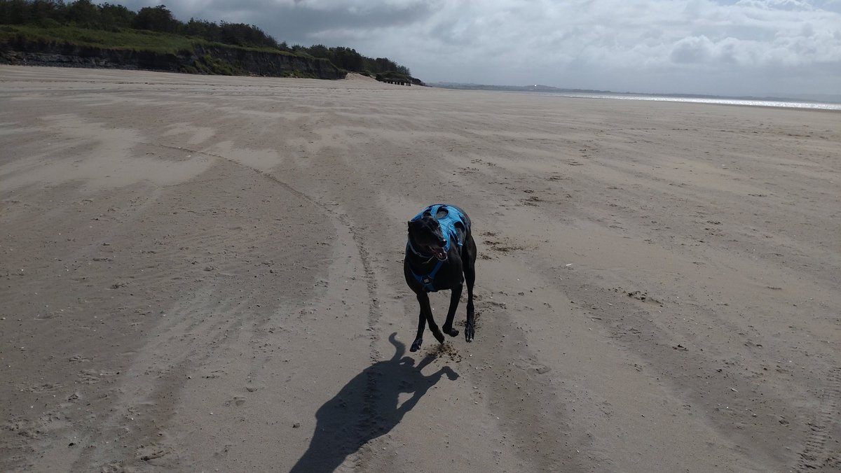 LollyGrey3's tweet photo. I live in a horrible place 👍#notreally #greyhoundsoftwitter #greyhoundsonbeaches https://t.co/IteGamzZyO