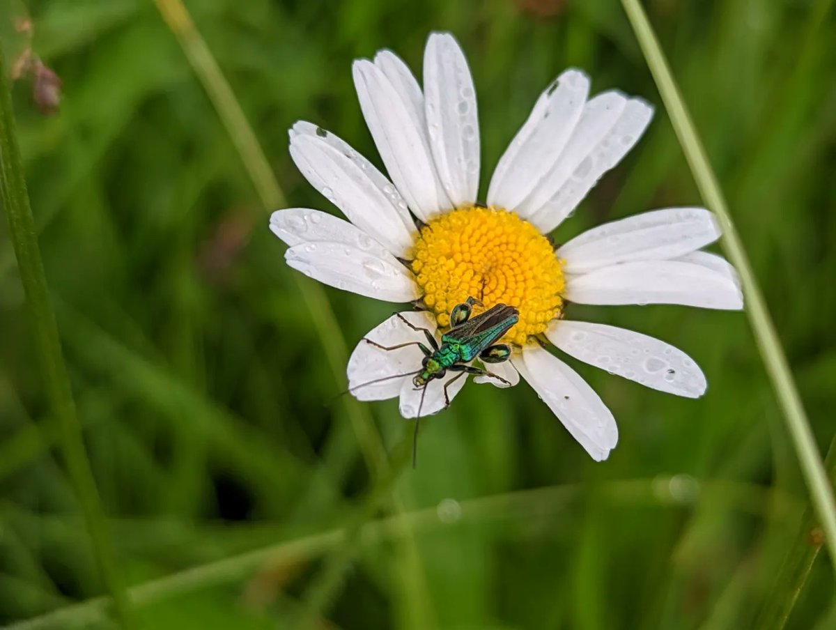 Louisa_Crispin's tweet photo. Day 8 #30dayswild 

After the Rain

Lovely to see #StLawrence churchyard contributing to wildlife conservation

@KentWildlife have a wealth of information on their website (https://t.co/vEQGwBH9W1 ... Downloads) and they are happy to consult

@thewildlifetrusts
#30dayswild2022 https://t.co/676gOsOmXw