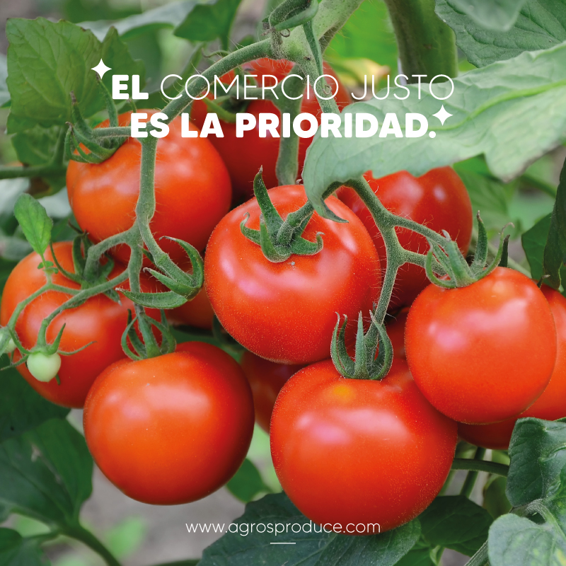 AgrosProduce's tweet photo. Comercio Justo Fair Trade 🤝 es una manera sencilla de marcar una diferencia en la vida de las personas que cultivan y crean los productos que nos gustan. 🍅

#fairtrade #certificacionfairtrade #FairTradeCertified #comerciojusto https://t.co/t3JyjM02qj