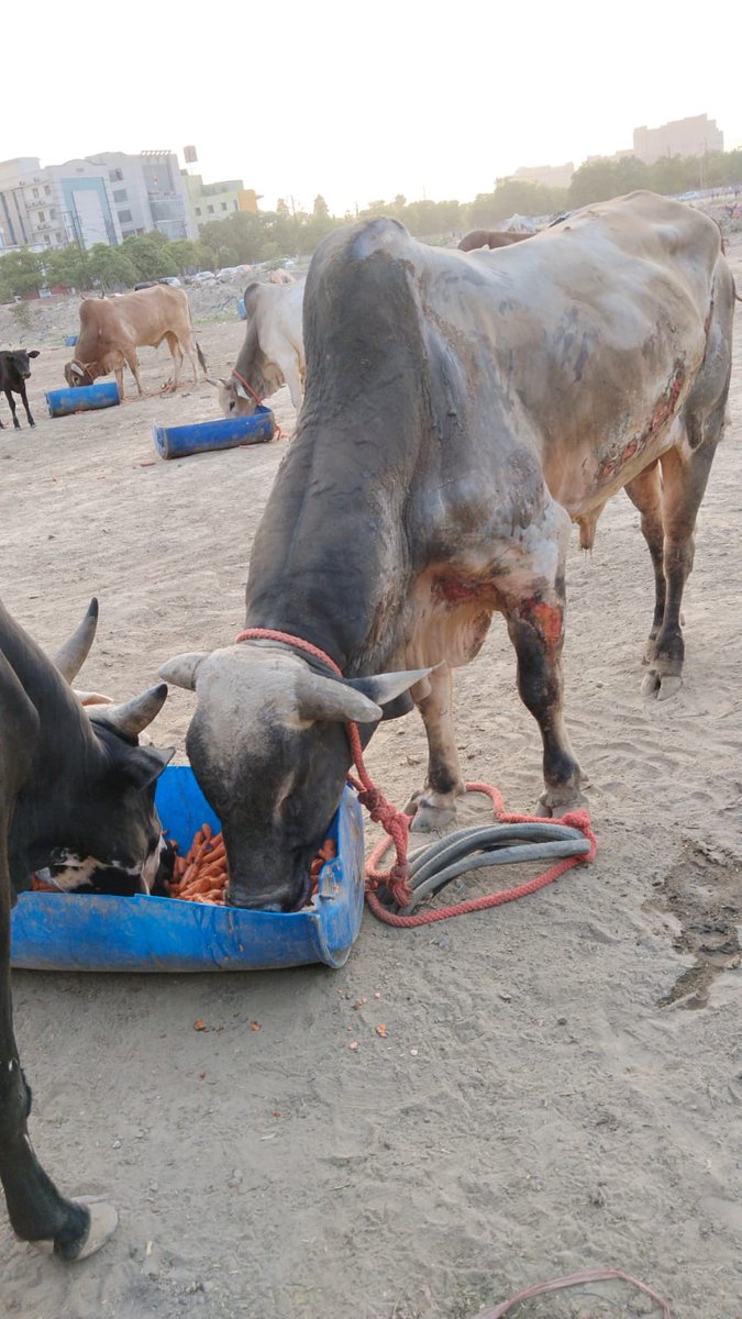 Arjun_GNS's tweet photo. Today's nutritious carrots dinner for injured,  weak Polythene eaten gaumata,  nandi baba and little gaumata babies.

GAU NANDI SEWA TRUST - 80G TAX BENEFITS 
UPI : gaunandisewa@yesbank 
Paytm/Gpay: 9899133399
A/C:920020070587138
IFSC: UTIB0000723
PayPal: gaunandisewa@gmail.com https://t.co/zZ4FxB0lPB