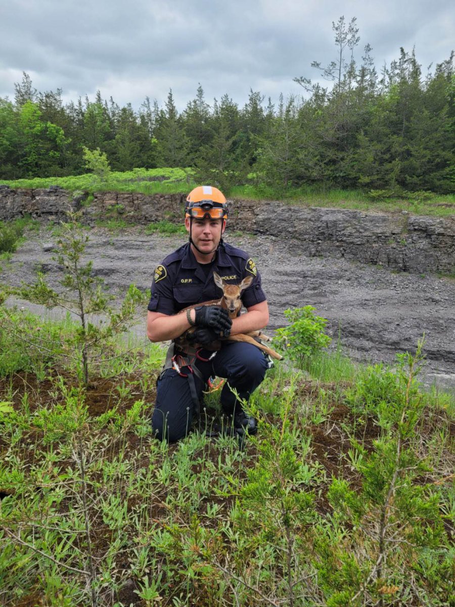 OPP_ER's tweet photo. #OPPERT located a stranded fawn on a cliff edge while rappel training in L&amp;A Cty last week. ERT Officers made it out to the fawn using their equipment and brought it to safety where it was reunited with its mother #NoDayIsTheSame ^mp https://t.co/rDhSaJYBEy