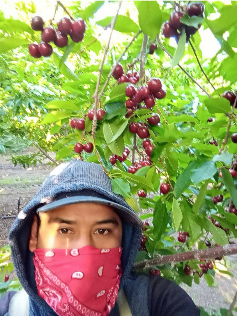 UFWupdates's tweet photo. Isais is harvesting cherries in CAs San Joaquin Valley. He carefully but rapidly selects the darkest cherries for the days harvest. Growers require quality and quantity from these workers. #WeFeedYou https://t.co/0TzGAgj2HG