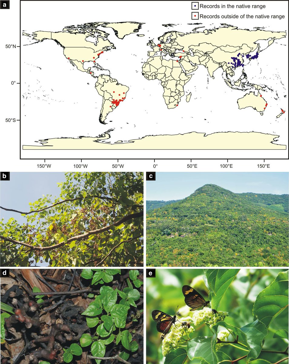 In the face of climate change, many regions will remain suitable for the invasion of the Japanese raising tree and an expansion is foreseen to higher latitudes: buff.ly/3Gzzl7i
<a href="/bergaminrs/">Rodrigo Bergamin</a>