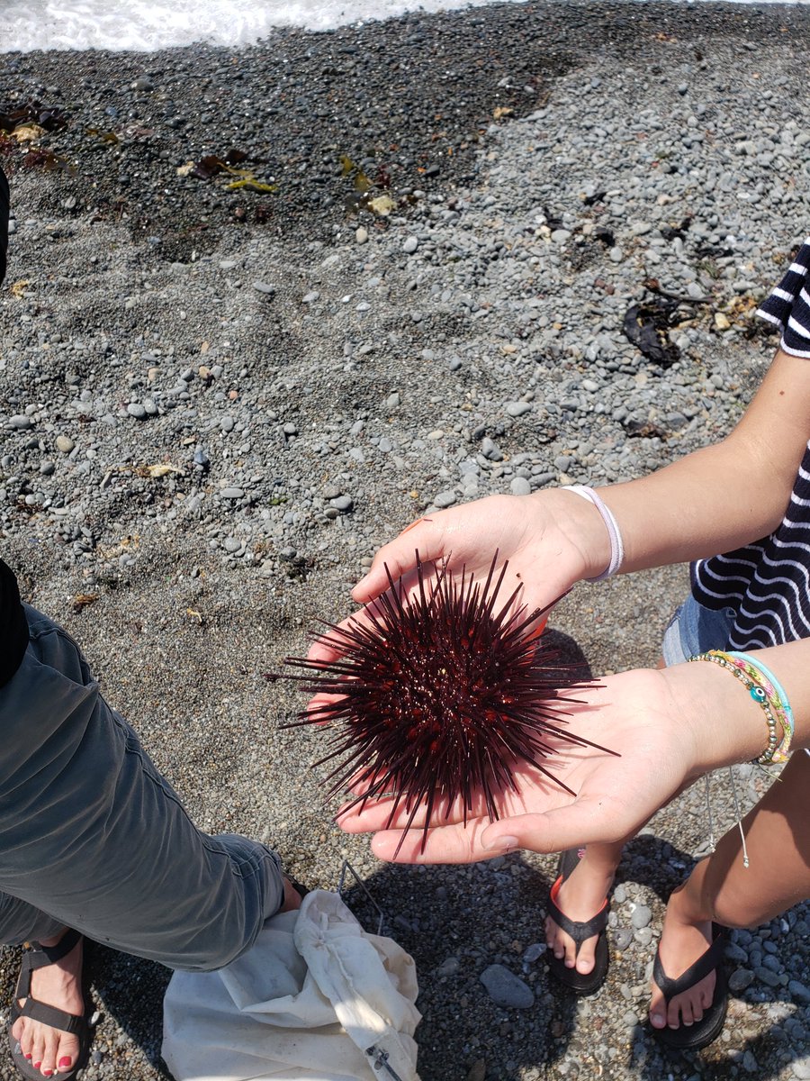 JessH128's tweet photo. World Ocean's Day! It's no secret that water controls our planet and our lives Oceans are in trouble What are you doing to help? Get @ReefCheck certified to help collect sci data for scientist use We did, we are involved with #watermensalliance helping w/ the purple urchin issue https://t.co/G7u4L5yh9D