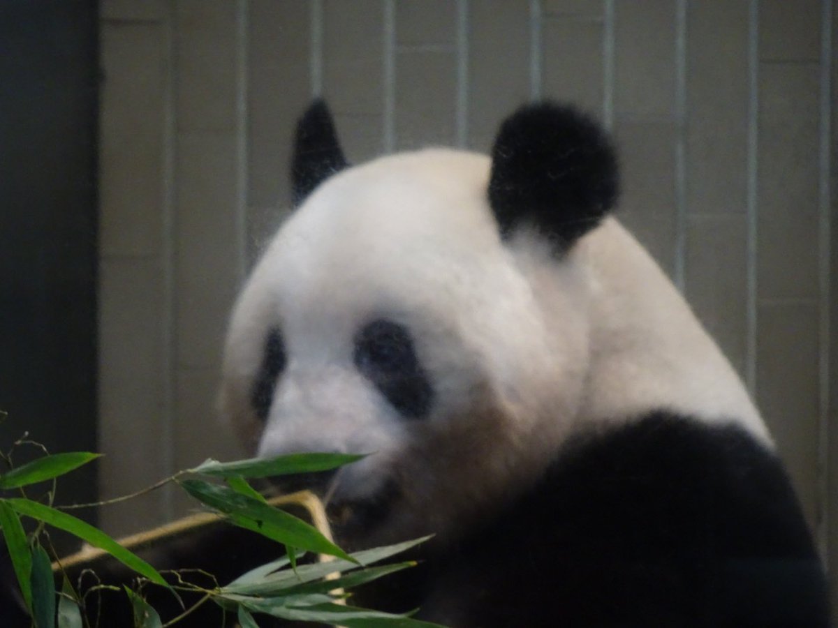 mocha1632's tweet photo. シャンシャンも20分待ちで見れた！
まだまだ可愛い🐼

#上野動物園
#ジャイアントパンダ
#シャンシャン https://t.co/LeUlSsGW4p