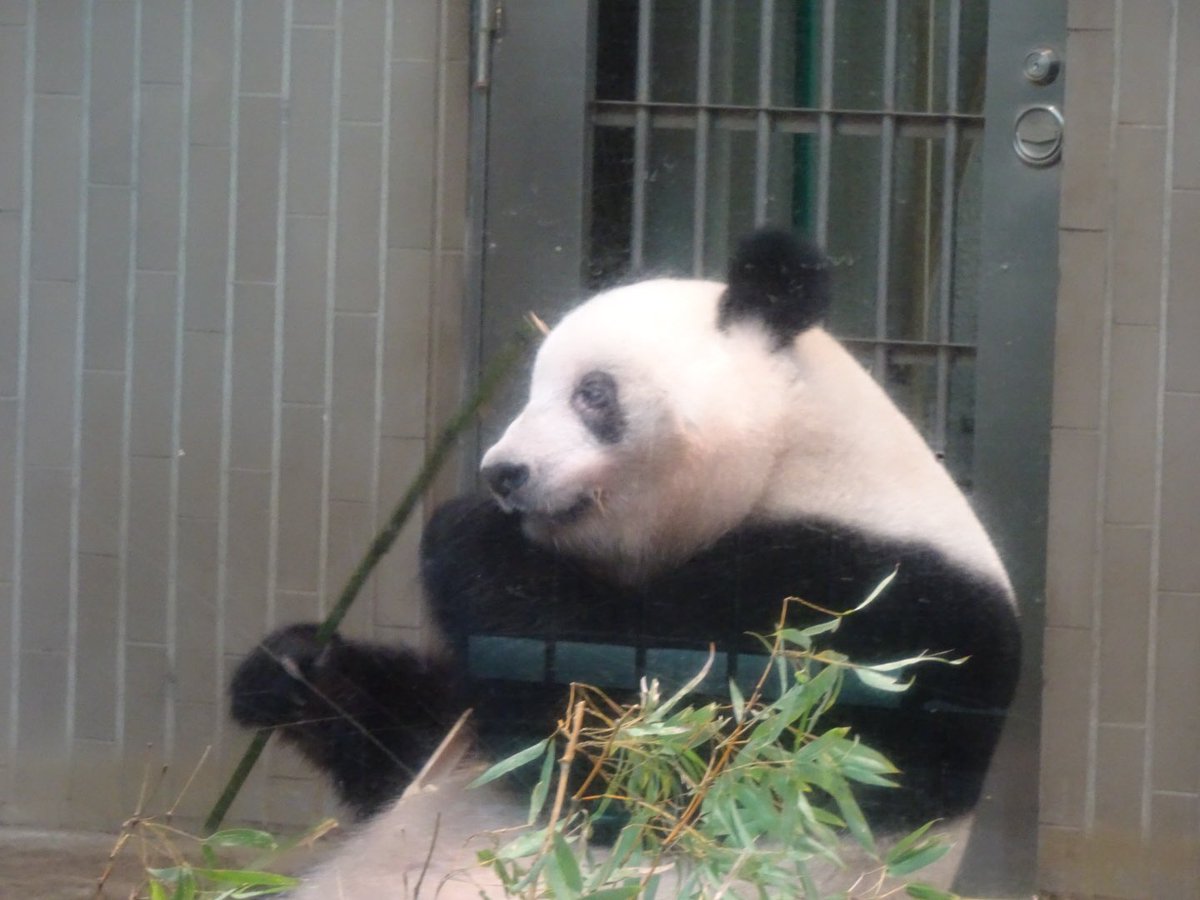 mocha1632's tweet photo. シャンシャンも20分待ちで見れた！
まだまだ可愛い🐼

#上野動物園
#ジャイアントパンダ
#シャンシャン https://t.co/LeUlSsGW4p