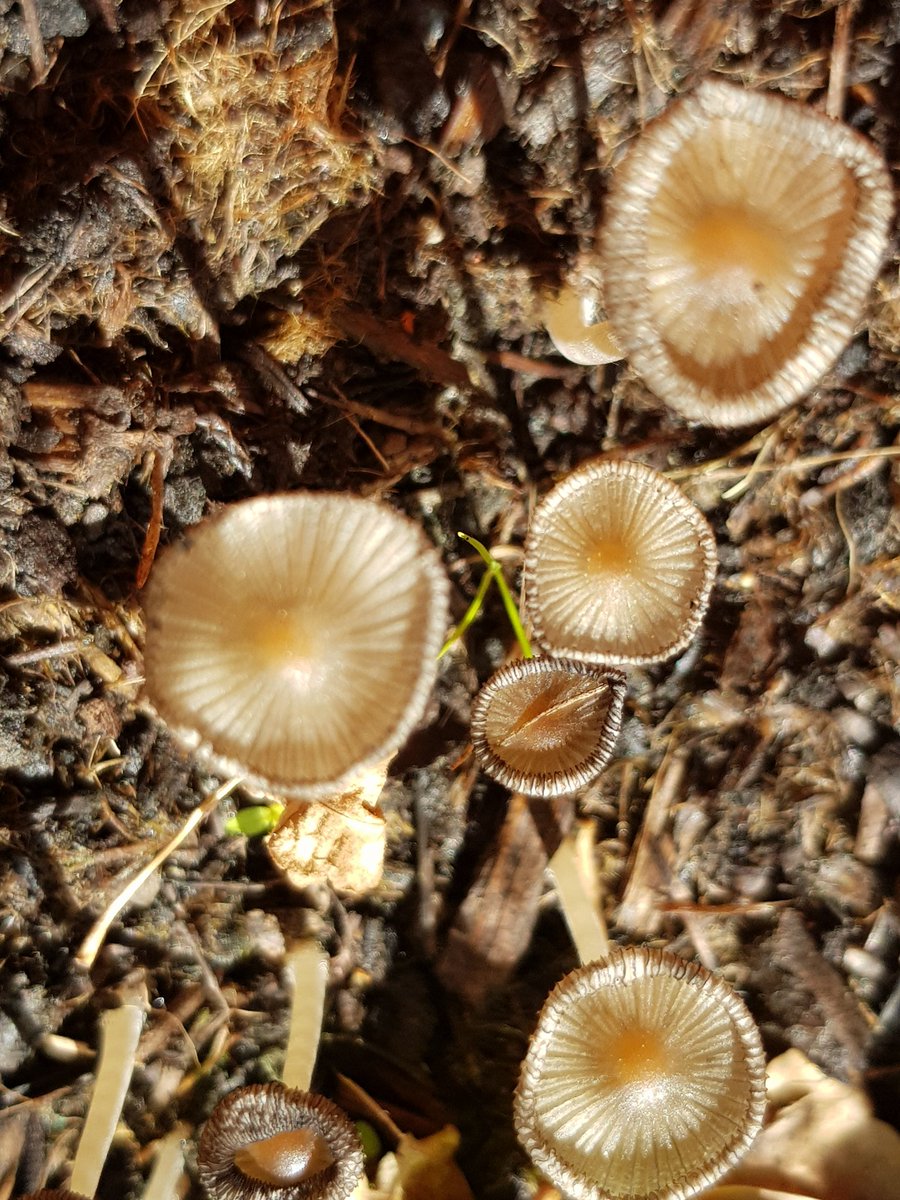 Anyone know what type of mushrooms these are? They curled mid-morning, just before a downpour. <a href="/HantsIWWildlife/">Hampshire & Isle of Wight Wildlife Trust</a> <a href="/iSpotnature/">iSpot</a> <a href="/BBCSpringwatch/">BBC Springwatch</a>