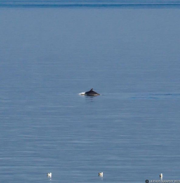 🐬 Look who was spotted on our shores yesterday! 
Our Beach Patrol Manager shared these best tips for spotting Dolphins, yes Dolphins, in Blackpool!
1️⃣ Weather is key, warm and sunny  
2️⃣ Calm tides are ideal
3️⃣ June, the first few weeks are best
📷 Photo credit: LB Photography