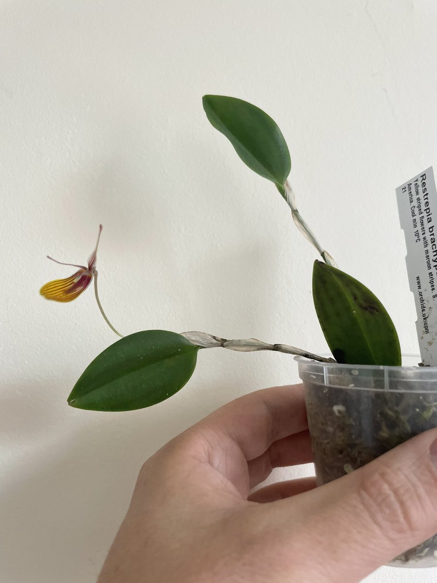 Back in 2020 I bought this tiny and beautiful #orchid, a #Restrepia brachypus from @burnhamorchids. This is the first time it blooms. It is my first orchid to bloom in Britain since I live here, something I found quite challenging.