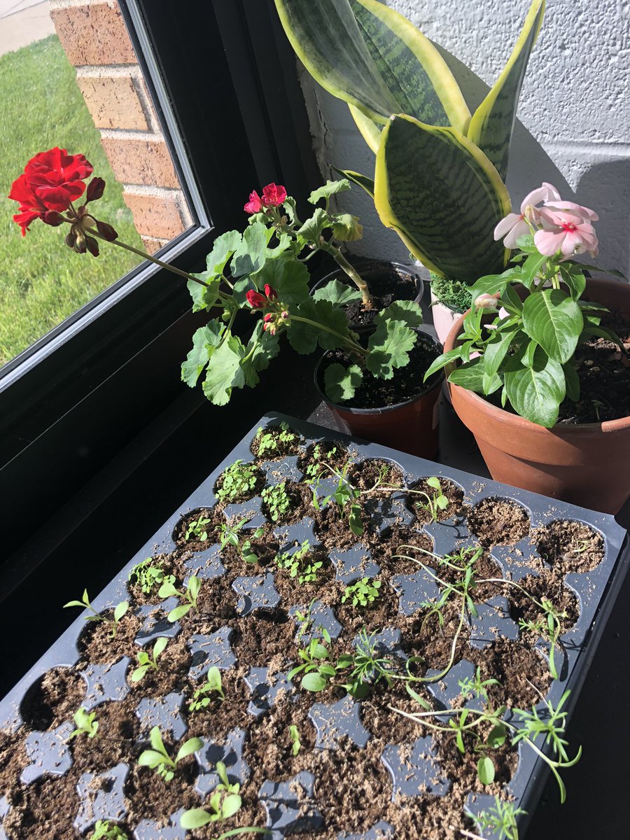 colleen_chick's tweet photo. First Grade Scientists are learning about how plants grow and what they need to survive π±πͺ΄πΈ We love our little window garden! @Costello_Tweets #OneTROY #science #firstgradescientists #lifescience #plants #greenclassroom https://t.co/T6k7naJrb5
