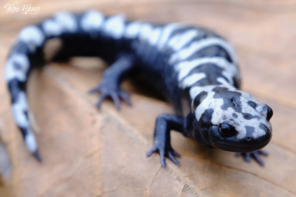 AmericanMamushi's tweet image. Marbled salamander (Ambystoma opacum) oil

#herping #fujifilm #herpphotography #salamander #amphibian #ambystoma #wildlifephotography #wildlife
