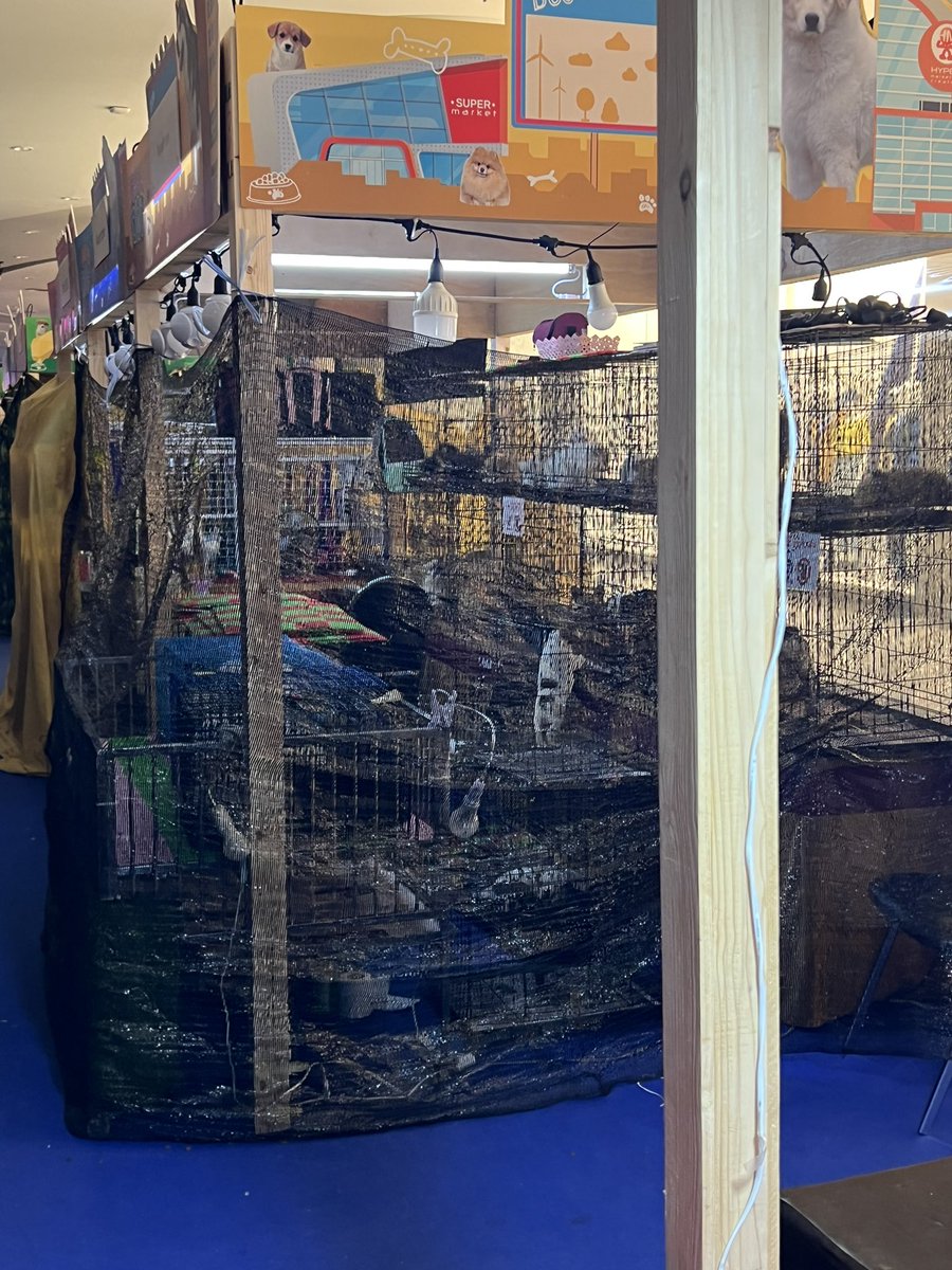 กำลังจะกลับจากเซ็นทรัลเวสเกต เพิ่งรู้ว่าน้องหมาน้องแมวที่เขาเอามาขายคือทิ้งไว้ข้ามคืนที่นี่เลย คนขายกลับแล้ว ห้างจะปิดแล้ว น้องร้องกันน่าสงสารมาก แล้วก็อยู่กันอย่างแออัด จะกินข้าวเข้าห้องน้ำกันยังไงอะทีนี้ ㅠㅠ