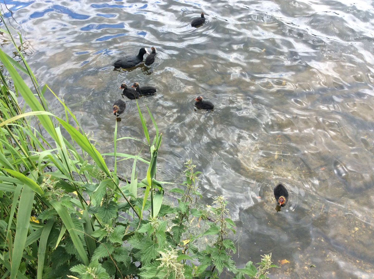 TirMorfa's tweet photo. #ytmLlandegla have been mapping wildlife in our local area. #ytmscitech #ytmhellwb #ytmhum #30DaysWild https://t.co/Mh2vgATRZX