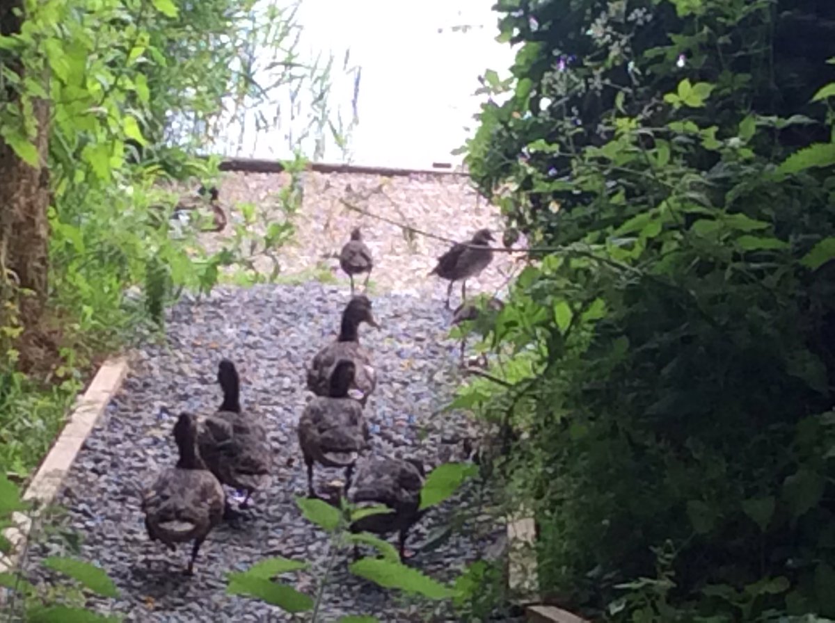 TirMorfa's tweet photo. #ytmLlandegla have been mapping wildlife in our local area. #ytmscitech #ytmhellwb #ytmhum #30DaysWild https://t.co/Mh2vgATRZX