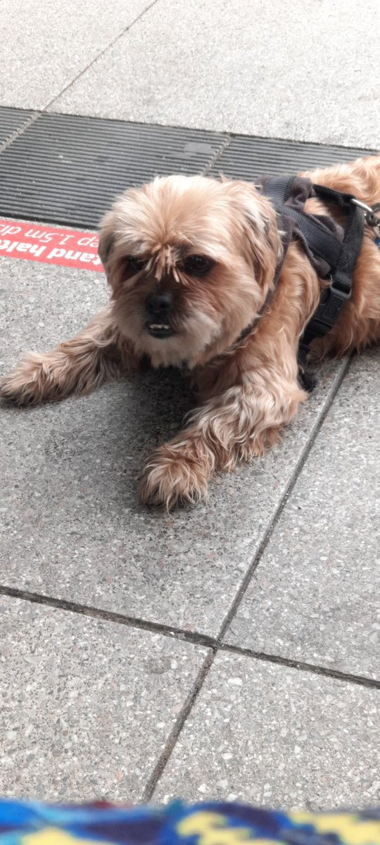 Voller Bahnsteig und folgende Durchsage: Der Zug verspätet sich um 15 Minuten. Ich fühle mich wie dieser Hund. 🐶
#mzhbf #re75 #zugverspätung