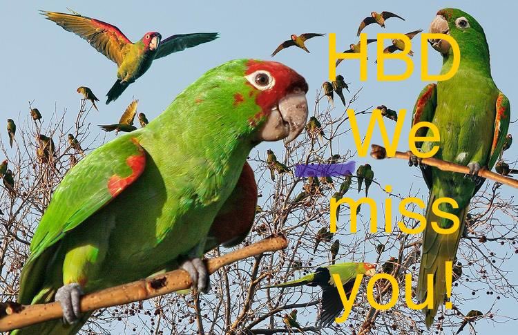 Happy birthday <a href="/haleyfpeckham/">haley</a> !!! Hope your day is filled with joy, cakes, a flight without delays and no parrots around. Enjoy your day!