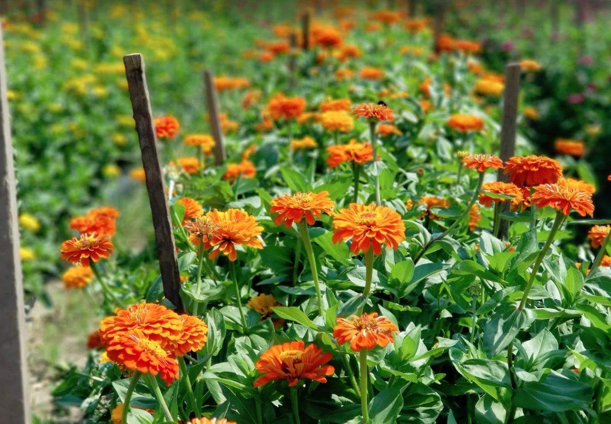 KingsFarmMarket's tweet photo. A beautiful day for some beautiful pickings! 😍🌼
-
https://t.co/qPbB9kdtmh
.
.
#KingsFarmMarket #EdistoIsland #SouthCarolina #CertifiedSC #FarmMarket #FarmGrown #HealthIsWealth #ShopLocal https://t.co/5QiMvqelzt