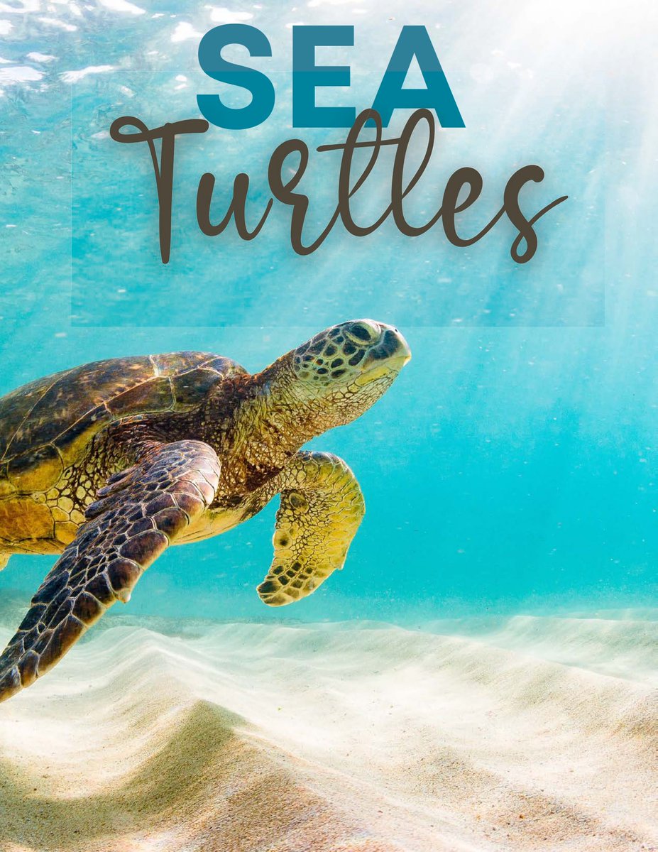 AttachmentMumma's tweet image. Sea Turtles Unit Study - FREE! #unitstudy #turtles #seaturtles #ocean #homeschool #homeeducation #homeschooling

attachmentmummy.shop/products/sea-t…