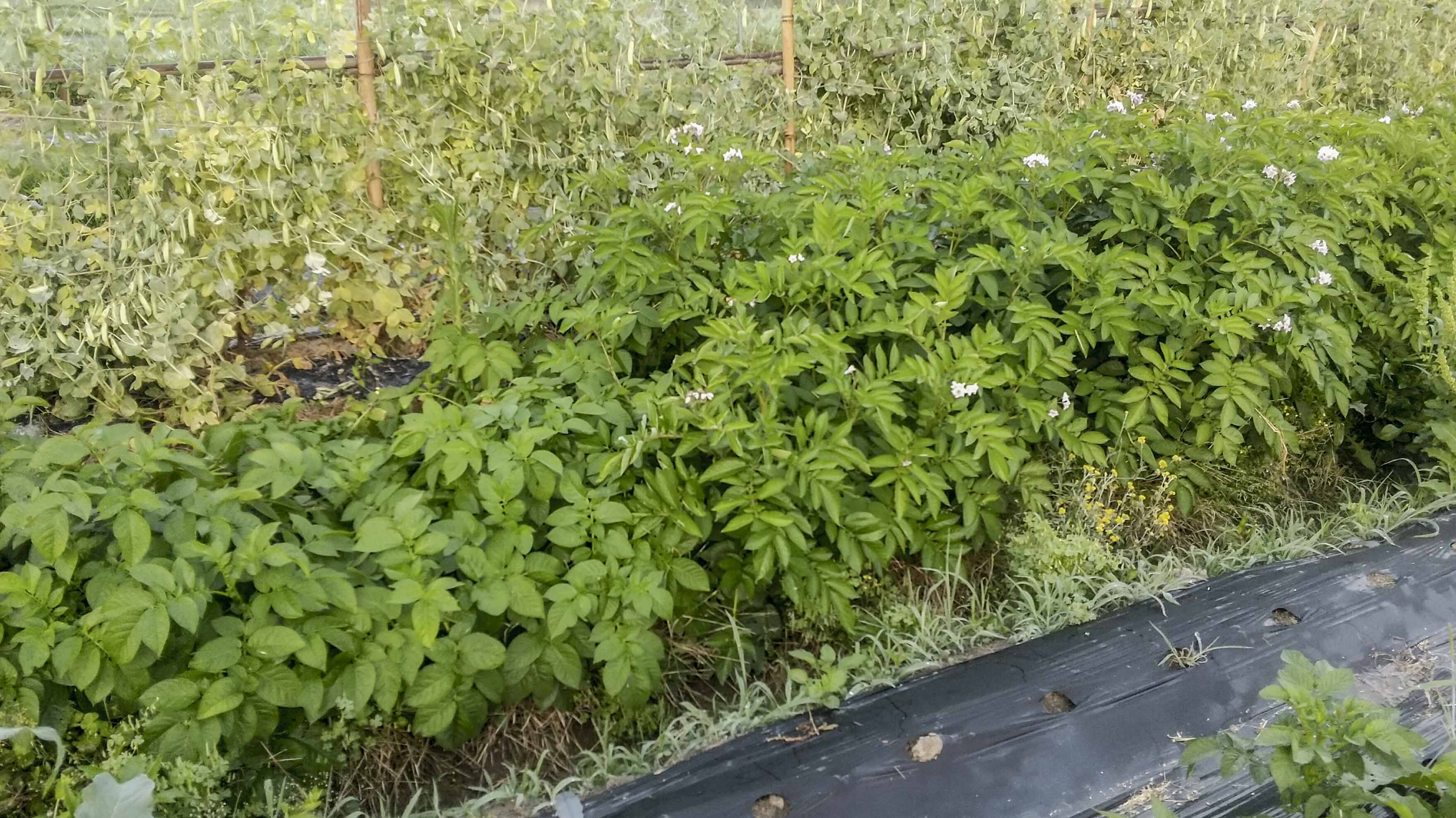 マーくん Farmworkerjapan Twitter