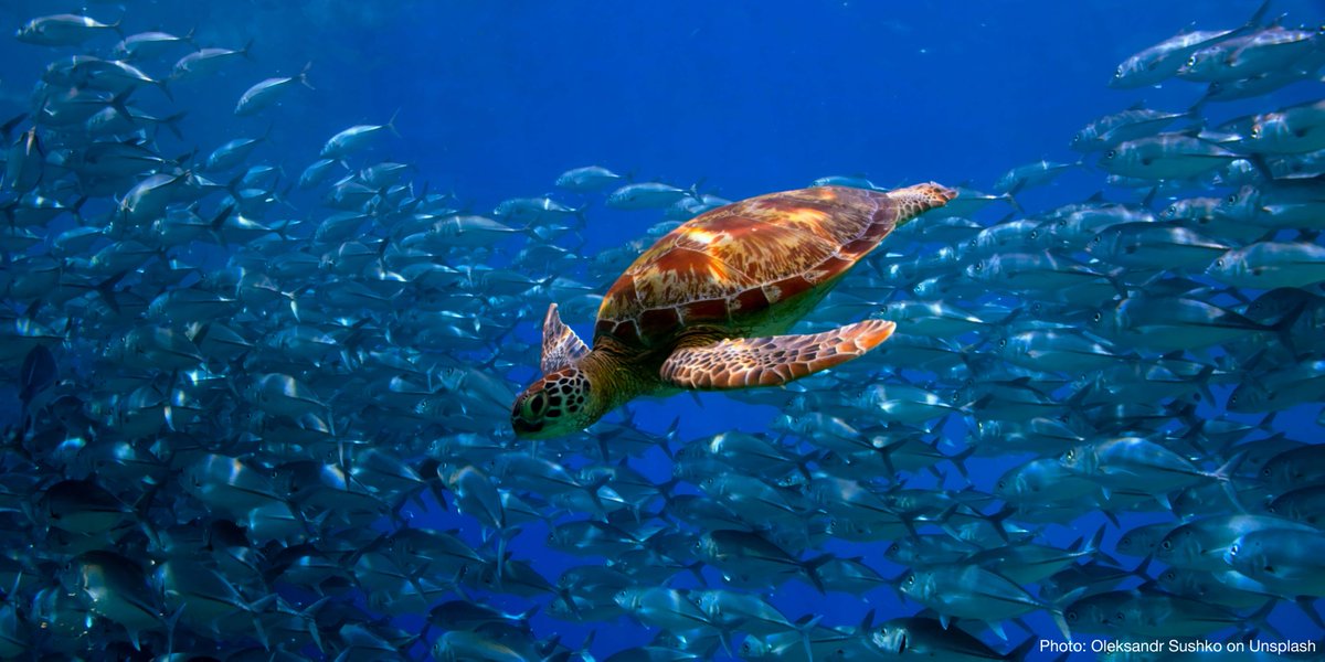 IUCN's tweet photo. Happy #WorldOceanDay, the ocean covers 70% of the Earth’s surface and supports an extraordinarily diverse world.

IUCN is working to address key global challenges in the marine environment.

Learn more ➡️ https://t.co/KUgi6xhIUD https://t.co/d2LyJeUfSn