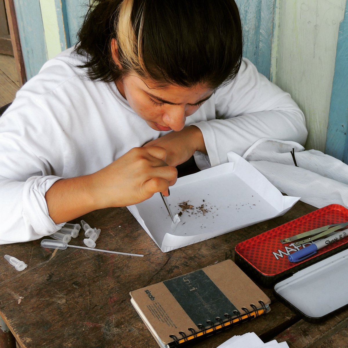 Insect identification is one of the main activities that researchers in #NTD's must perform while out in the communities. The type and amount of flies in the area help to identify breeding places and help to understand what surrounds the disease and the strategies to prevent it.