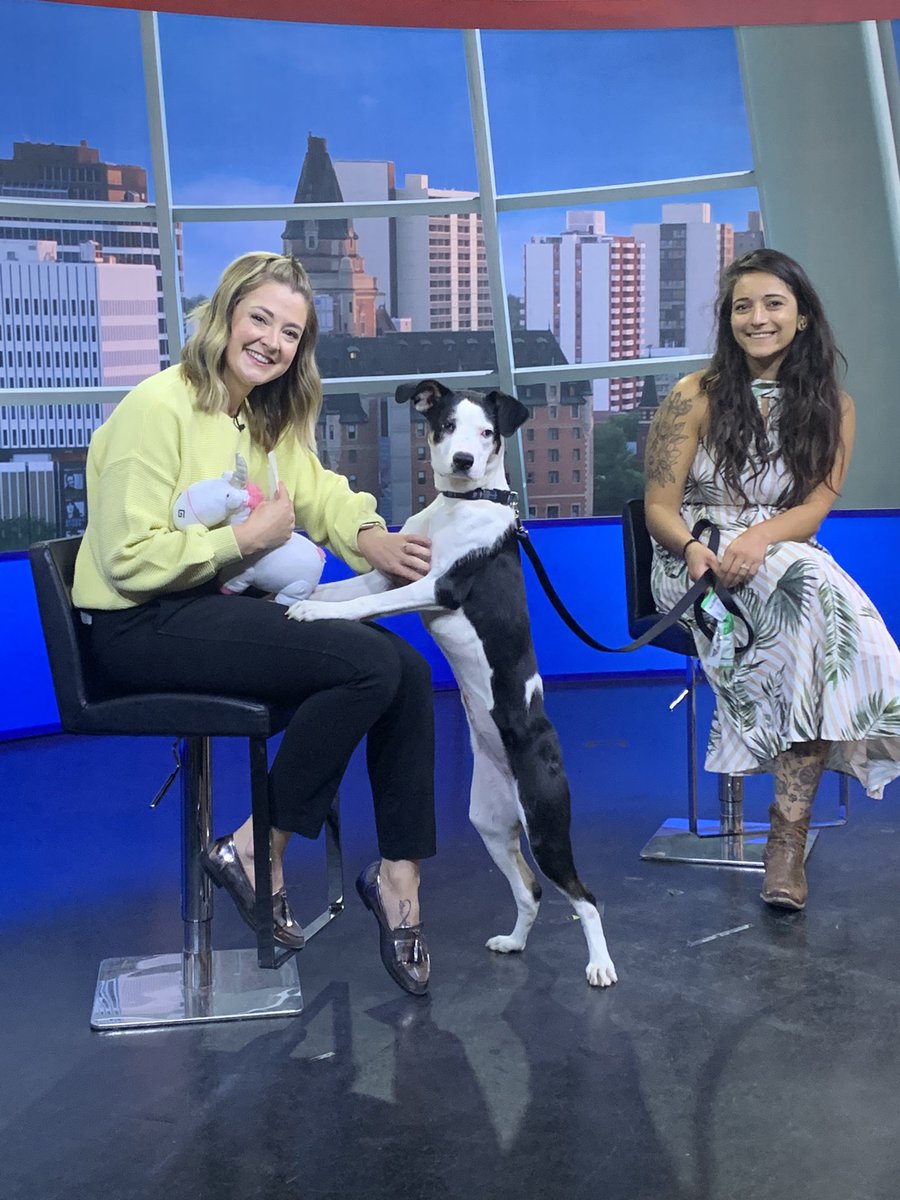 AlexBrownYXE's tweet photo. We are so obsessed with this cutie Zola from @SaskatoonSPCA who visited us in studio today! https://t.co/EjGObCOSDu